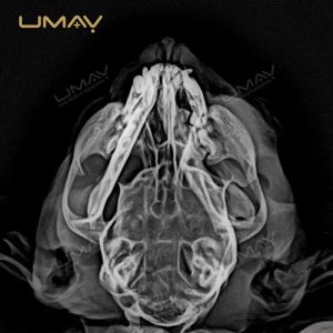 Digital Flat Panel Detector for Veterinary X-ray Radiology-2