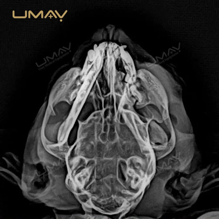 Digital Flat Panel Detector for Veterinary X-ray Radiology-2