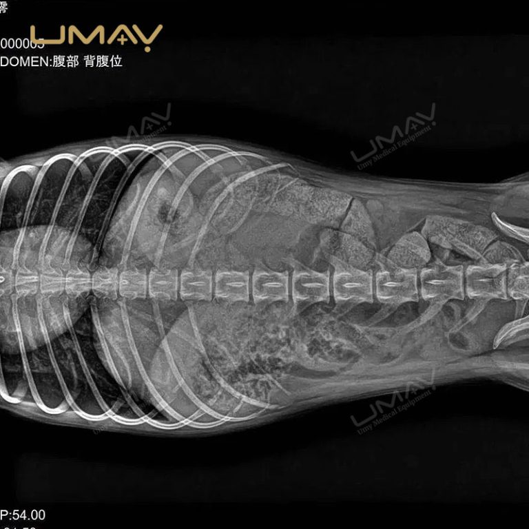 Veterinary X-ray Machine with Flat Panel Detector and Animal-Specific Software-2